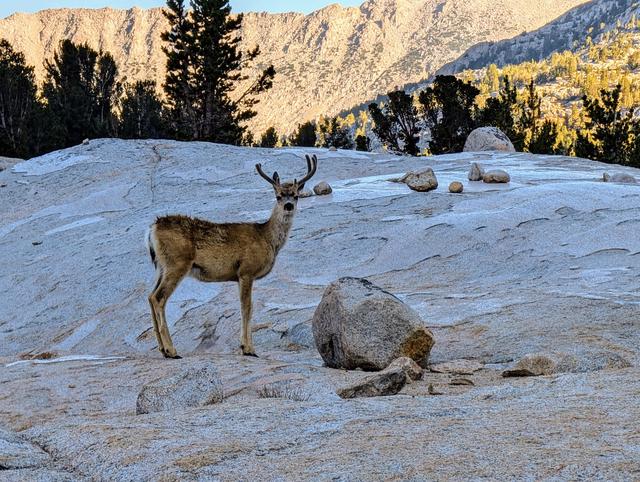 Curious deer at Evolution Creek