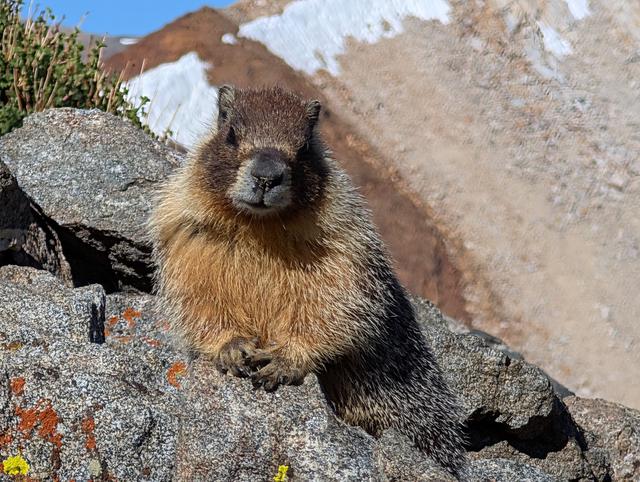 Marmot posing for us